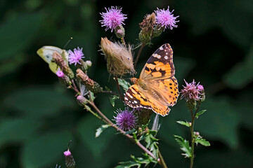 Distelfalter ( Vanessa cardui ).