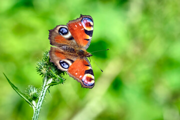 Tagpfauenauge ( Aglais io ) auf dem Blütenstand einer Eselsdistel ( Onopordum acanthium ).