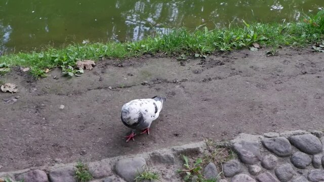 The dove walks along the river bank. Bird. Animal.