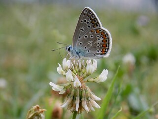 Fototapeta na wymiar a blue butterfly on a white clover flower