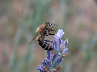 a bee on a purple lavender flower