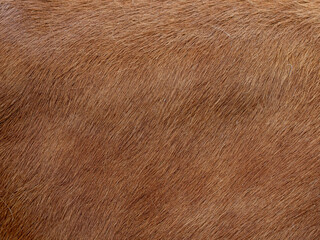 Brown cow coat in the detail - texture