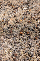 Mini dried pine cones on the ground at Ria Formosa Natural Park, Algarve