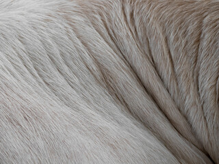 white cow  fur in the detail - texture