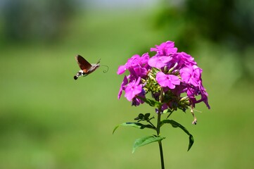 beetle and pink flowers in spring