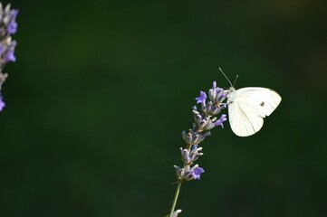 a white butterfly on a purple lavender flower