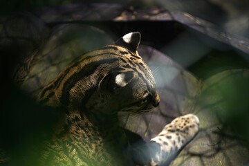 Leopardo encerrado. © Alegel