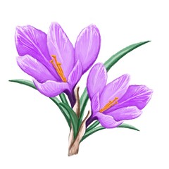 purple crocus flowers in watercolour style 