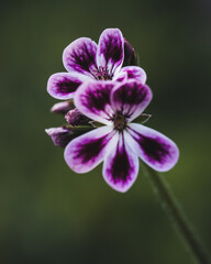 Fototapeta premium close up of flower