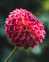 red dahlia flower