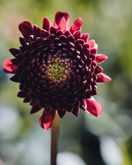 red dahlia flower