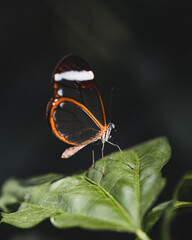 butterfly on leaf