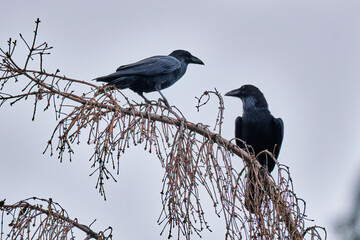Zwei Kolkraben ( Corvus corax ).