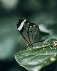 butterfly on leaf