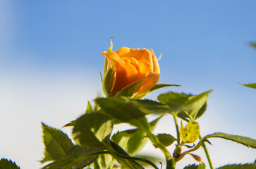 Flower orange rose on the sky