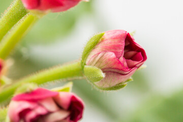 Small beautiful rose flowers macro