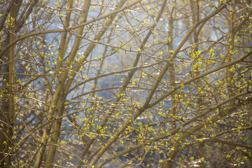 Spring trees branches and leaves background
