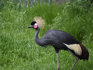 West African Crowned Crane