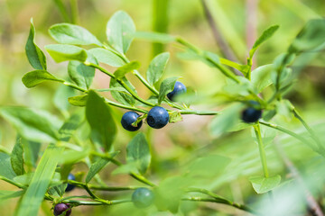 Blueberries black on the branches
