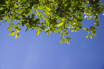 Green branches of a tree against a blue sky