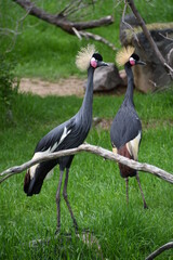 Fototapeta premium Pair of West African Crowned Cranes