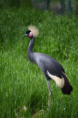 West African Crowned Crane