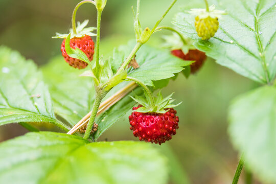 Small Red Beauty Strawberry Macro