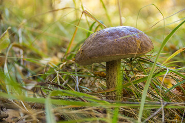 Mushroom in the grass in the forest