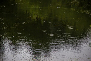 Circles on the water from the rain