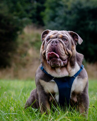 close up of lilac tri english bulldog