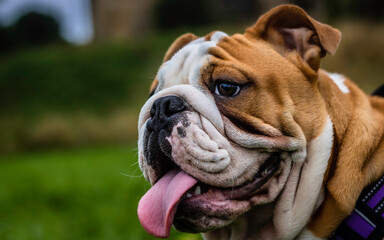 headshot of standard english bulldog puppy