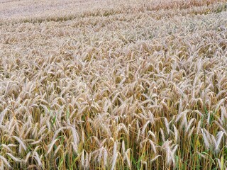 field of wheat