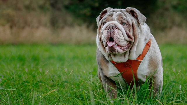 merle english bulldog sitting on grass