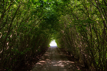 Green tunnel in fresh spring foliage, path into the light