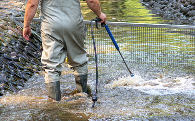 Pond cleaning process background. Man in high rubber boots cleans a garden pond with a...