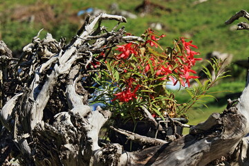 Val Genova, Parco Naturale Adamello Brenta
