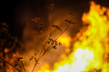 Forest fire concept. Wildfire. Night fire in the forest. Burning forest. Defocused