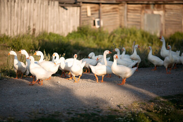 domestic geese and ducks walk near the village, geese and ducks for a walk