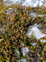 Green moss grows on rocks