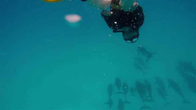 Underwater shooting of girl diving next to dolphins. Young woman in mask and wetsuit swimming underwater to dolphins. Mammals swimming at depth of in sea water. Concept of the natural environment
