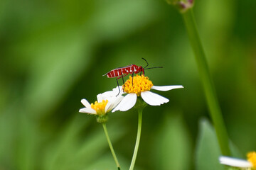 Common Cotton Stainer Bug aka Dysdercus suturellus in Everglades National Park, Florida, United States