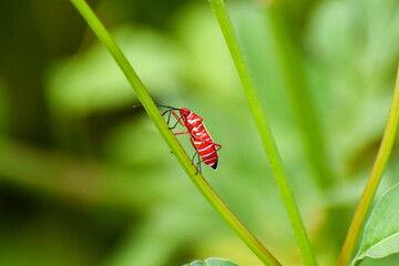 Common Cotton Stainer Bug aka Dysdercus suturellus in Everglades National Park, Florida, United States