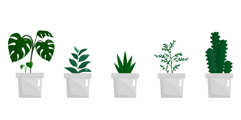 Group of green home plants: ficus, monstera, cactus, aloe