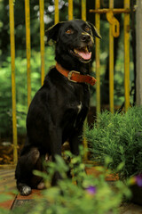 black labrador retriever puppy