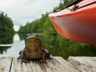 American Bullfrog sitting on a dock with a mango coloured kayak in foreground and the Rideau Canal in the background