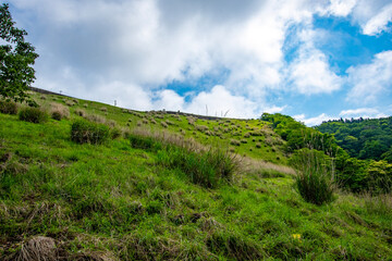 Naklejka premium vineyard