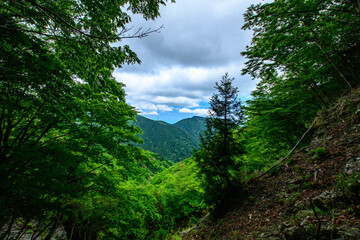 Fototapeta premium forest in the mountains