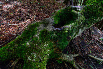 water drops on the grass