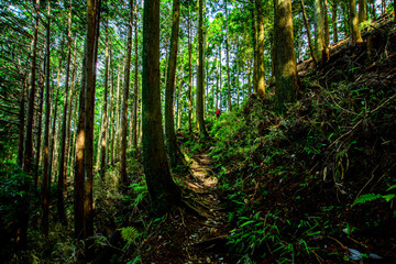 green forest in the morning