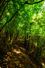 Obraz premium path in the forest